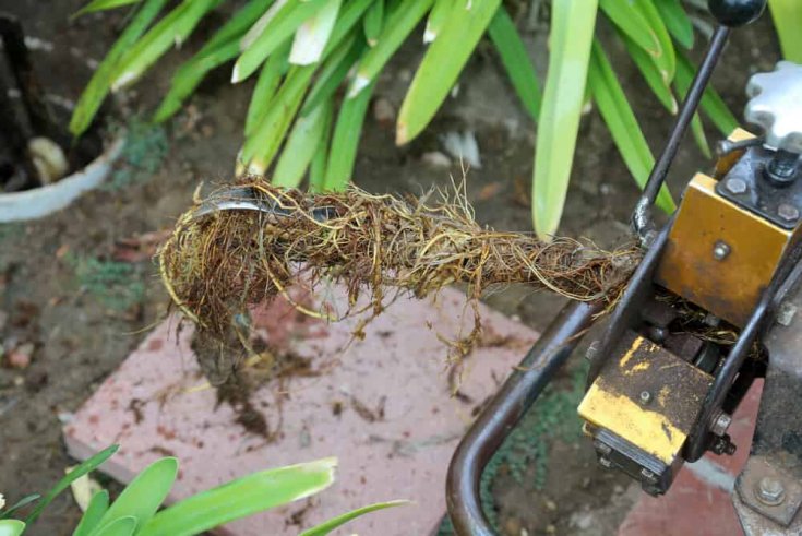 Tree Roots in Sewer Lines – Signs and Prevention